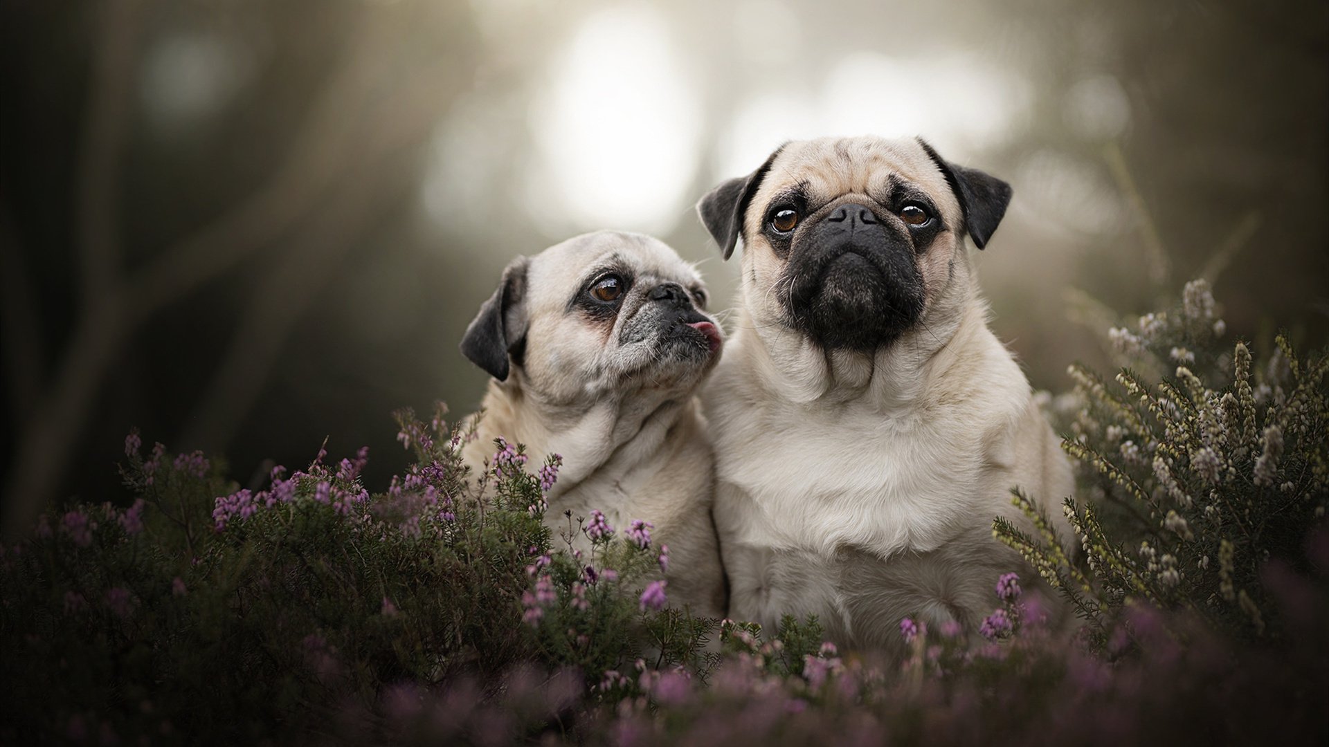 猛龙活塞擦出火花，双方实力对比展现火爆，猛龙对活塞的比分预测