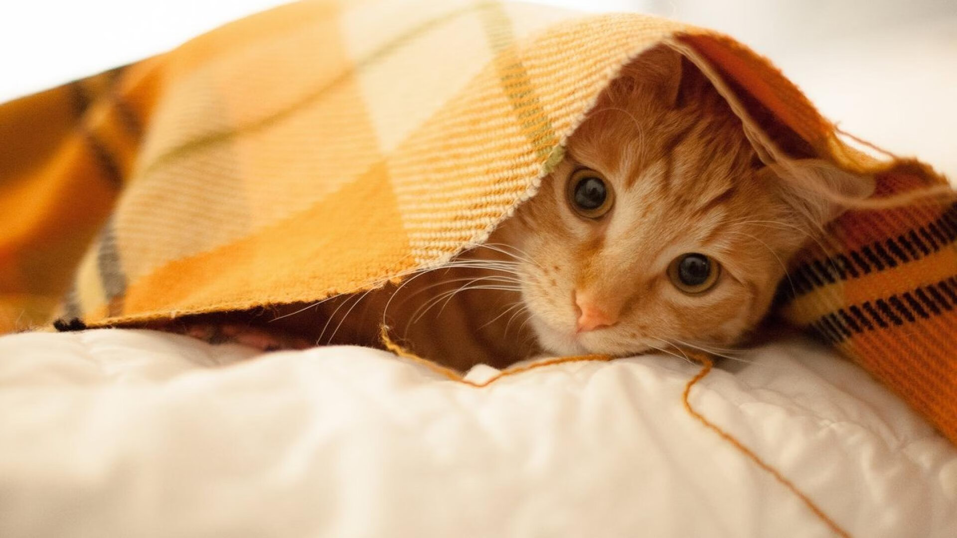 AYX GAME-PSG球员赛后情绪低落，反思调整，psg-esports