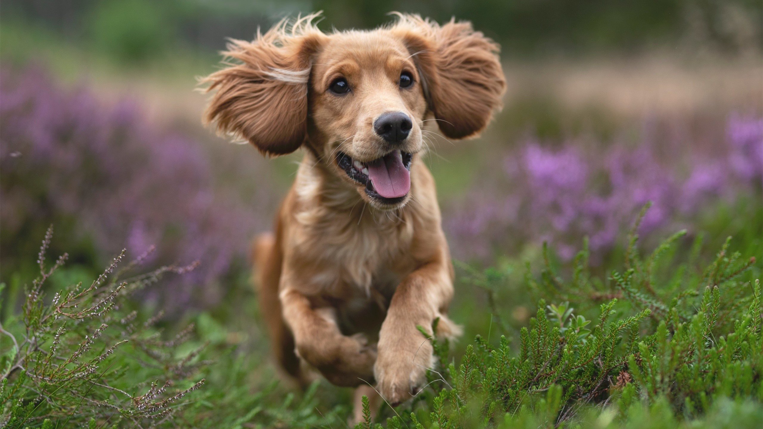 体育新闻中心协办高校体育新闻实验室建设项目，体育学院新闻稿