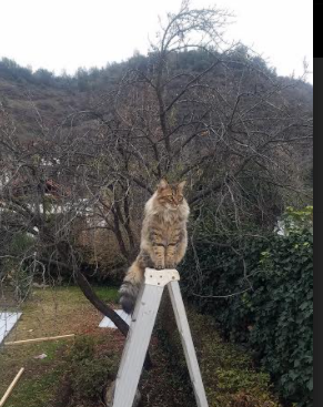 爱游戏官方网站-进攻三人组是否更倾向固定配合提升默契度，足球三人进攻配合视频