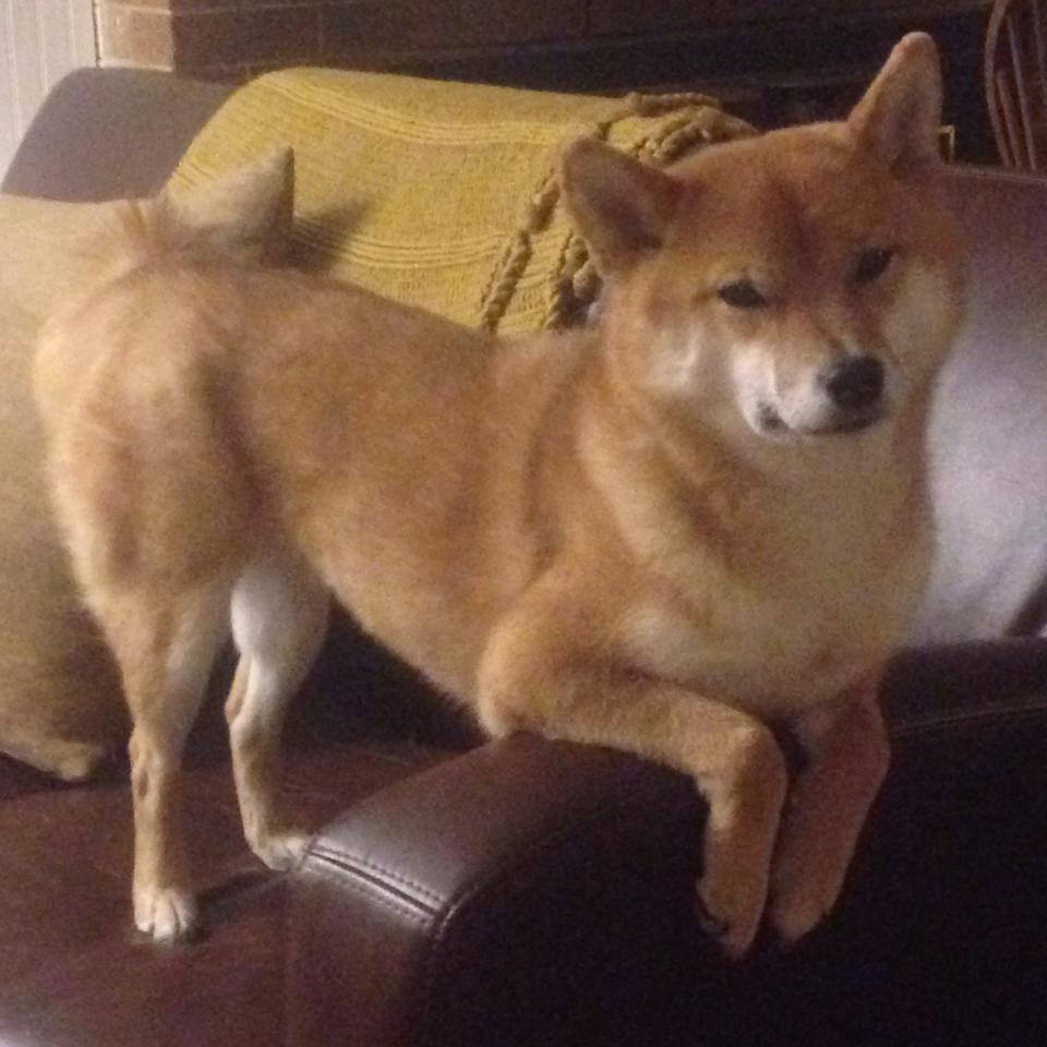 爱游戏娱乐网址-瑞·弗兰：全黑队的“节奏控制者”，无论是进攻还是防守，他都能主导比赛的节奏